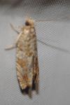 Epinotia abbreviana