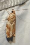 Epinotia abbreviana