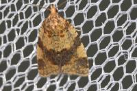 Epagoge grotiana