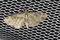 Pasiphila rectangulata