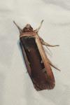 Ochropleura leucogaster