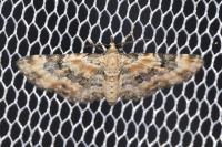 Eupithecia pulchellata