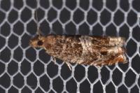 Ancylis achatana
