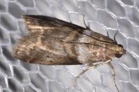 Acrobasis consociella