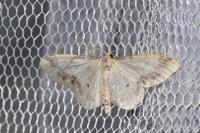 Idaea trigeminata