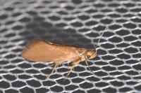 Crassa unitella