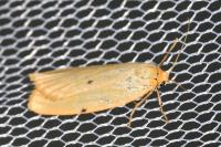 Cybosia mesomella