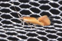 Batia lunaris