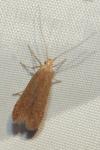 Coleophora flavipennella/lutipennella