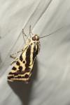 Emmelia trabealis