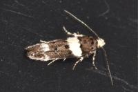 Recurvaria leucatella