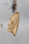 Acleris ferrugana/notana