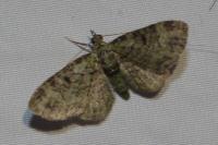 Pasiphila rectangulata