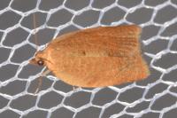 Clepsis consimilana