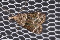 Eudonia mercurella