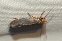 Cephimallota crassiflavella