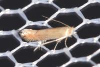 Phyllonorycter quercifoliella