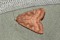 Lacanobia splendens