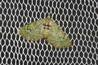 Chloroclystis v-ata