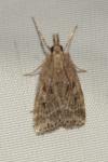 Eudonia pallida