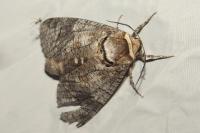 Cossus cossus