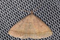 Zanclognatha lunalis
