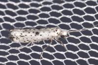 Yponomeuta plumbella