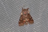 Notodonta dromedarius