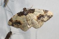 Ligdia adustata