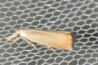 Chrysoteuchia culmella