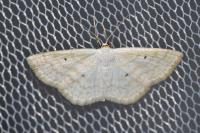 Scopula immutata