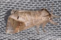 Clostera anachoreta