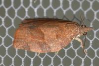 Pandemis heparana
