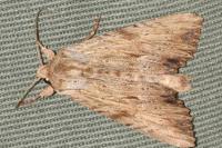 Apamea lithoxylaea