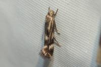 Elachista utonella