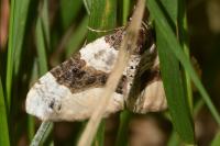 Cosmorhoe ocellata