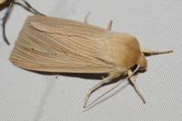 Mythimna pallens