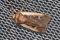 Ochropleura plecta