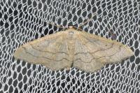 Idaea aversata