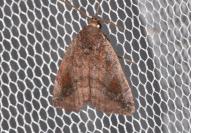 Cosmia pyralina