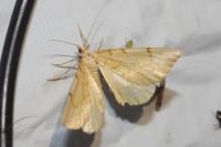 Gandaritis pyraliata