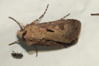 Agrotis exclamationis