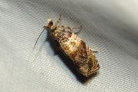 Celypha aurofasciana