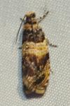 Celypha aurofasciana