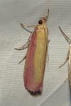 Oncocera semirubella