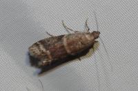 Ephestia elutella/woodiella
