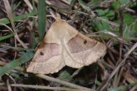 Crocallis elinguaria