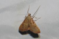 Endotricha flammealis