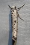 Yponomeuta plumbella