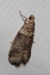 Acrobasis consociella